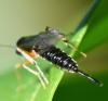 Pimplinae inconnu